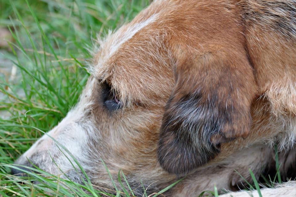 Postlake Hound Head.jpg