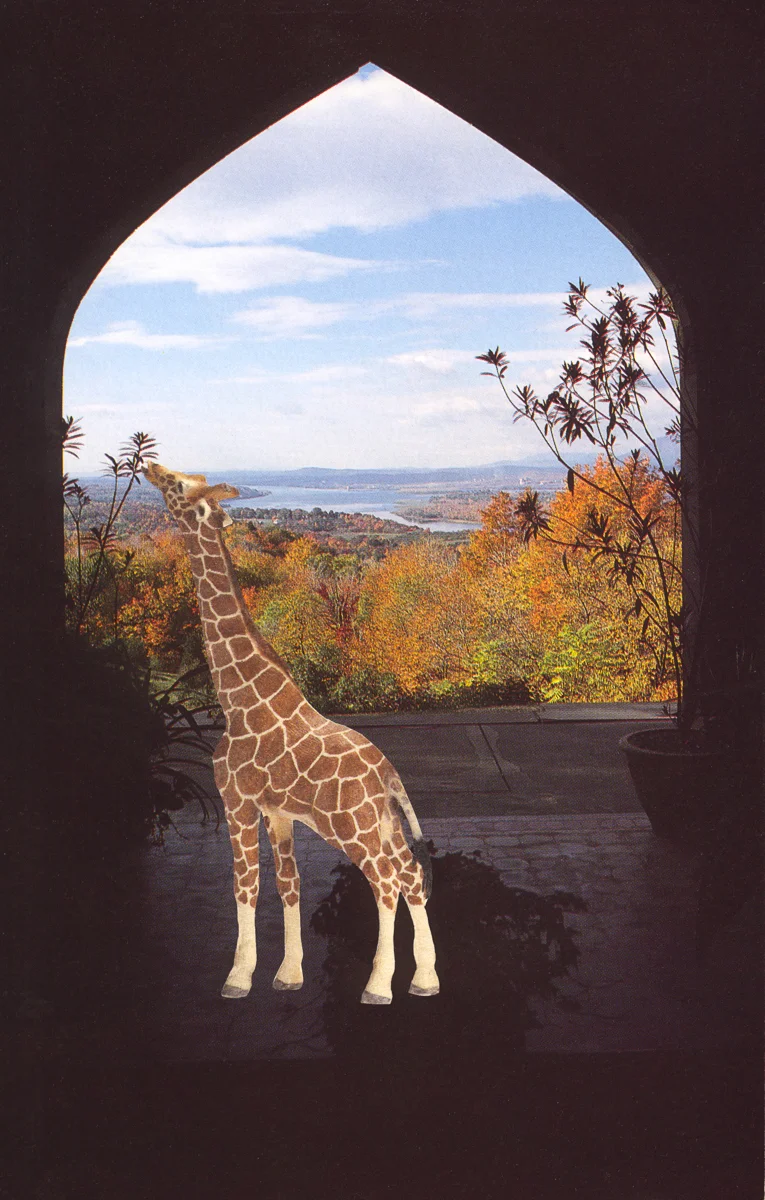 Giraffe at Olana