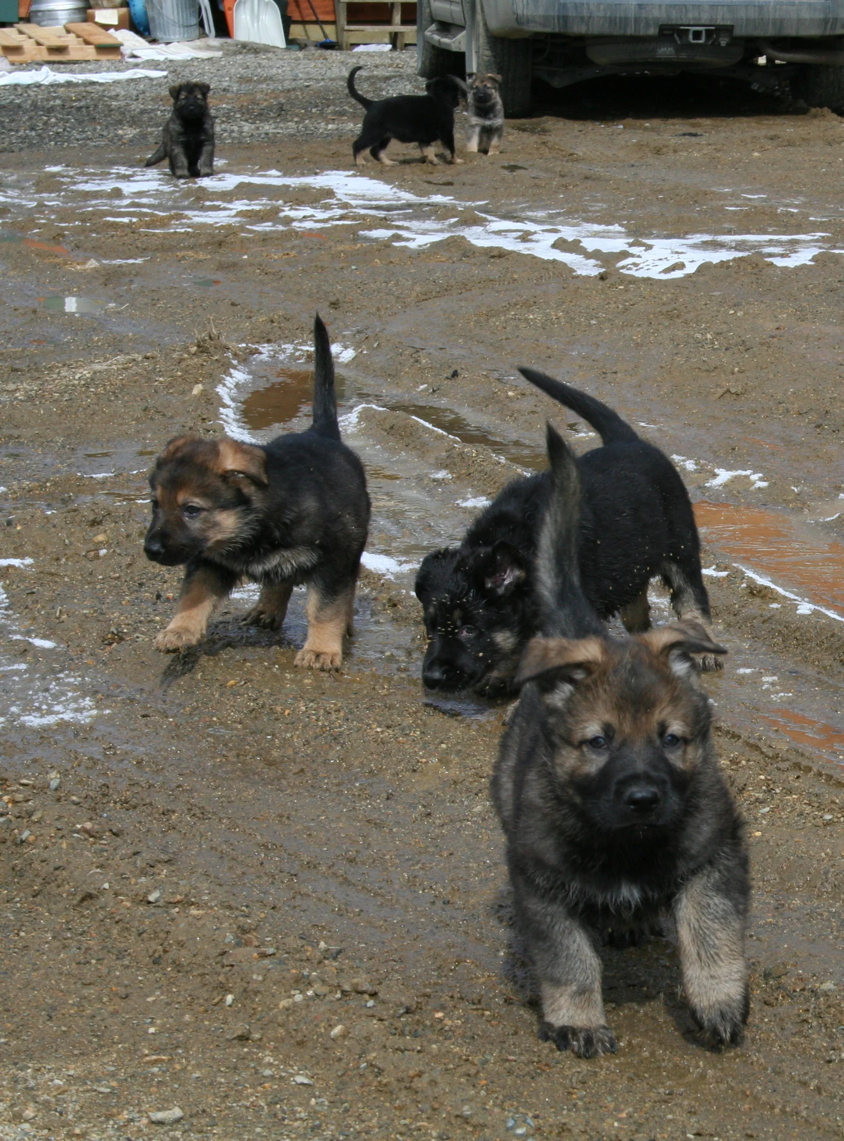 A Litter Puppies from Racke and Drago are all sold. Abbie (on the left) is now a certified Patrol K9.