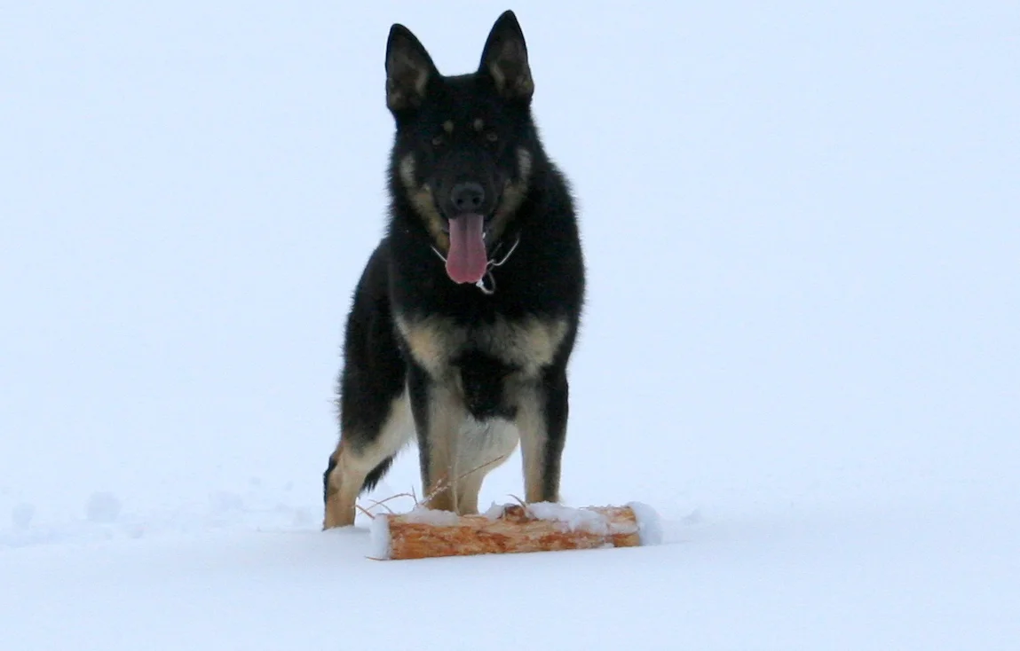 Dila Von Woden - soon to be joining Enuf in the Middle East. 
