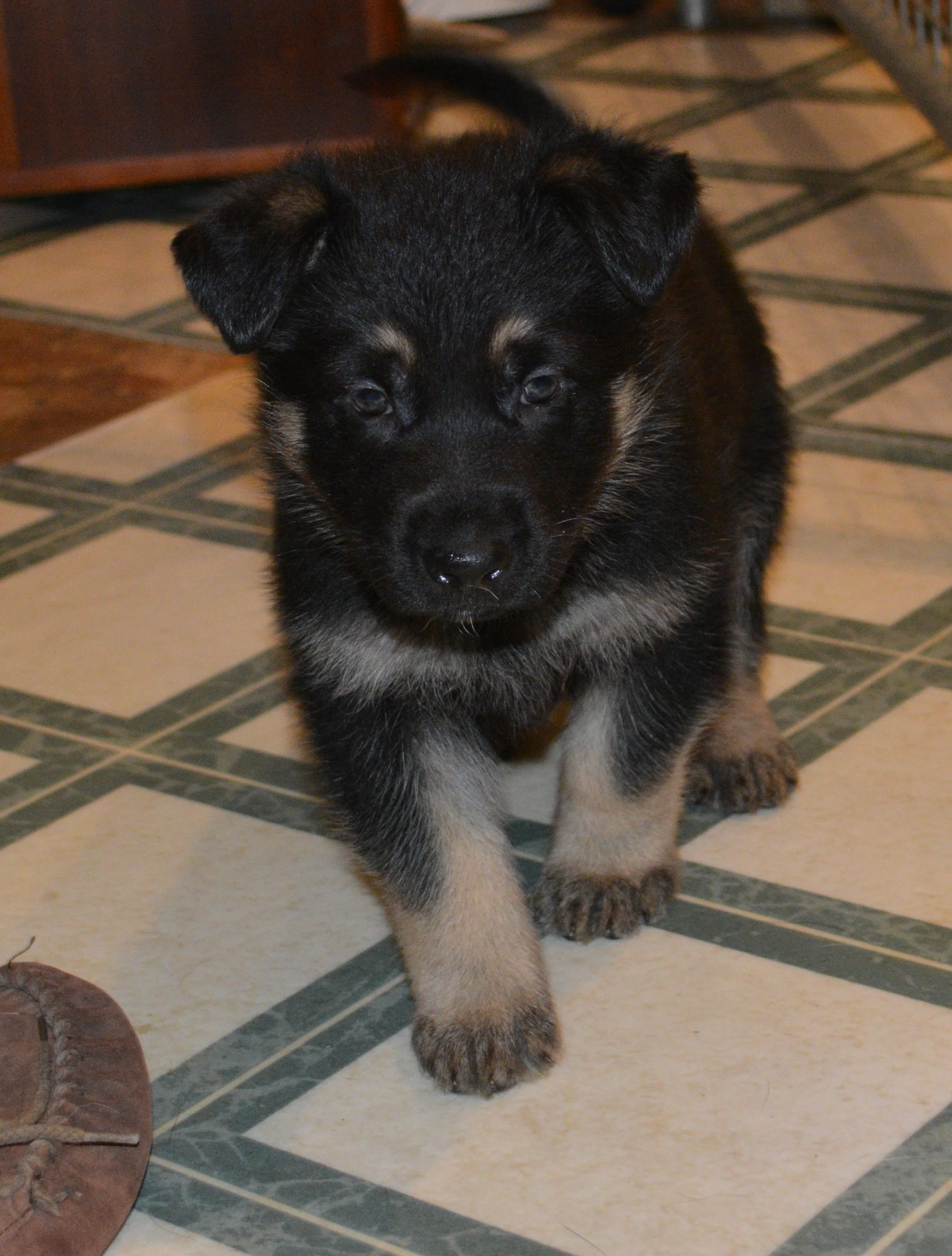 PuppyPic.jpg