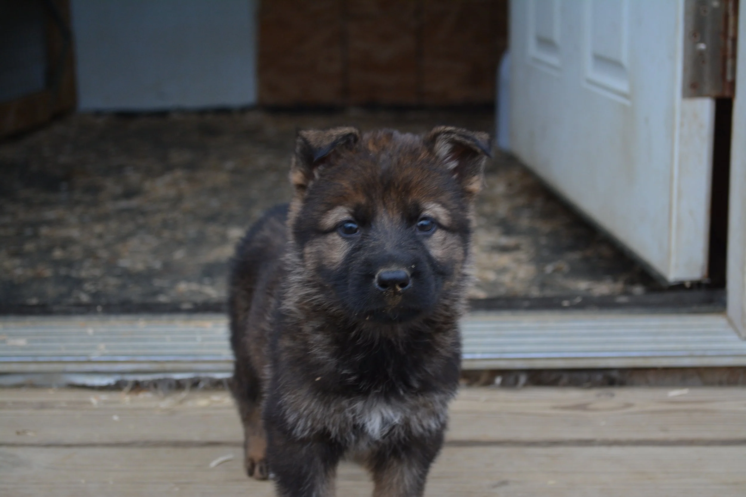 Male puppy at 5 weeks old from Thor & Freyja M- litter.