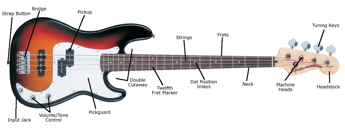 B1W1_ Parts of the bass (1).gif