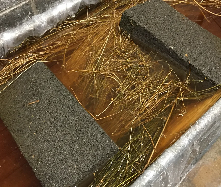 Linen retting—ie rotting.