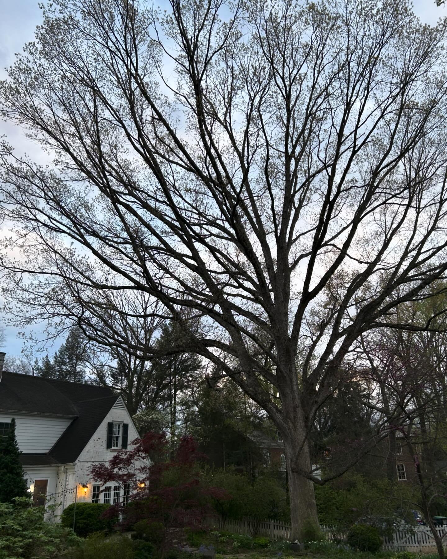 This tree. White oak. Quercus alba. Just about to leaf out, for the 300th time or so. It takes three adults holding hands to embrace its trunk. It is an honor to be your care taker, and vice versa&hellip; #family #whiteoak