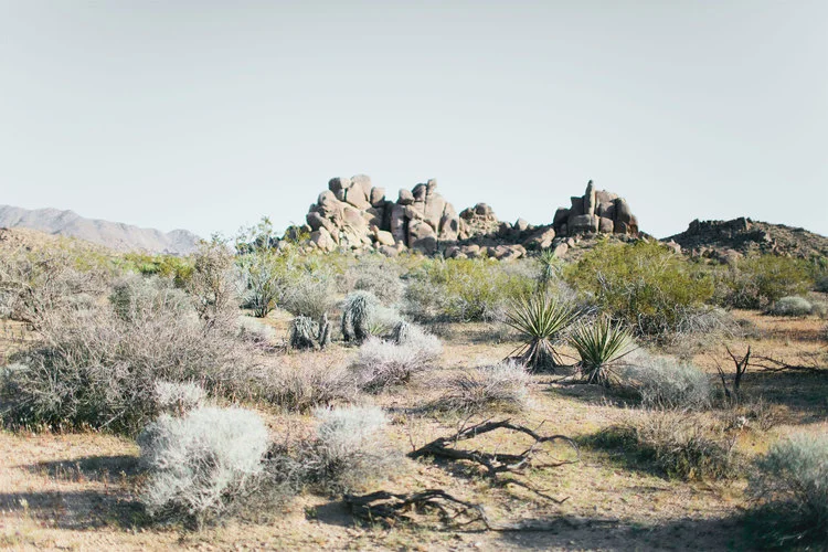 Road trip through Joshua Tree State Park in California.