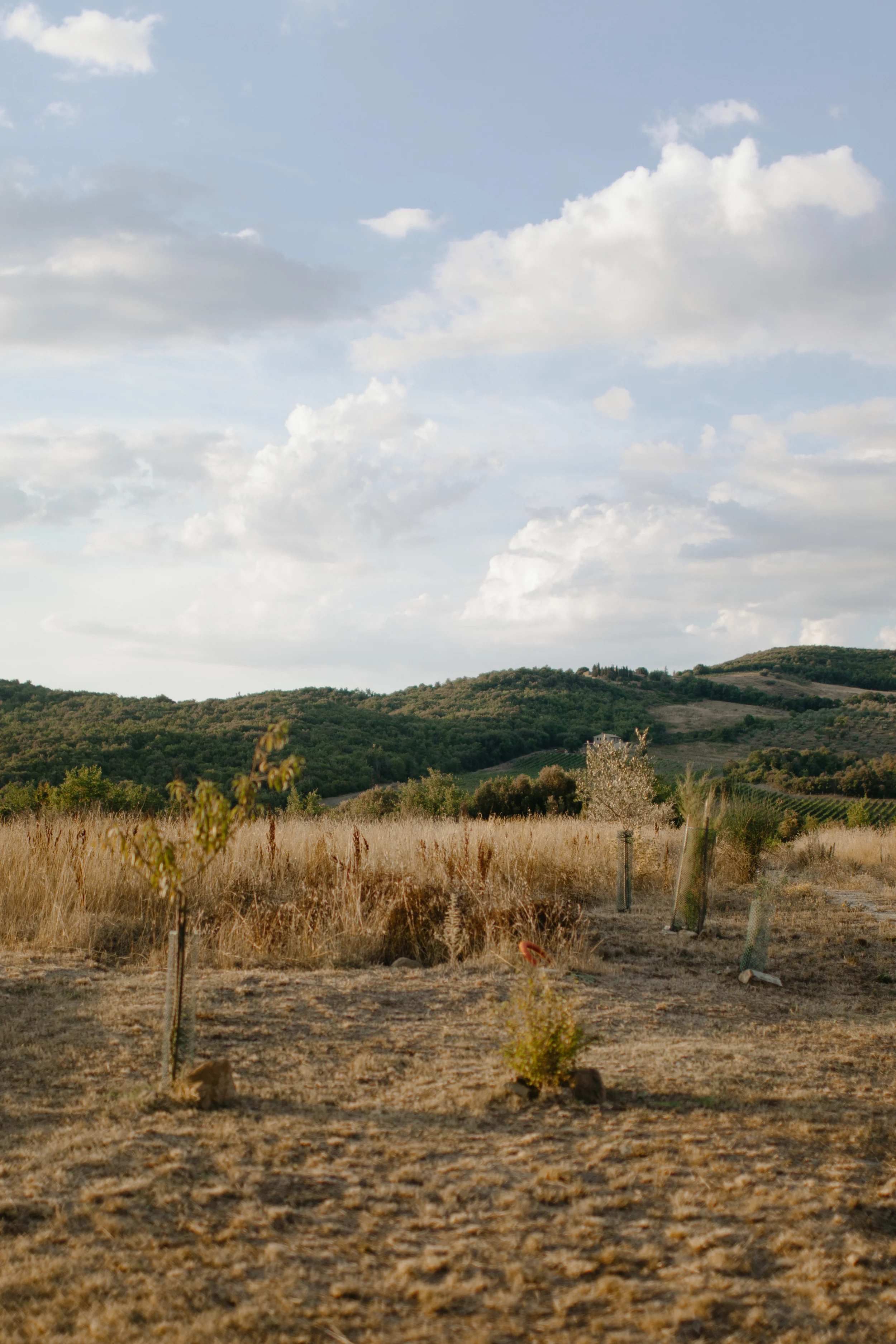 Val d'Orcia-6.jpg