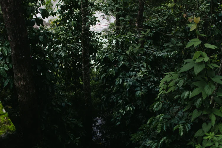 Nepal: Coffee Country