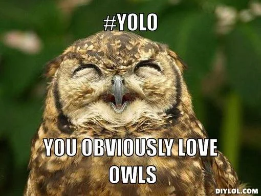 owls.jpg
