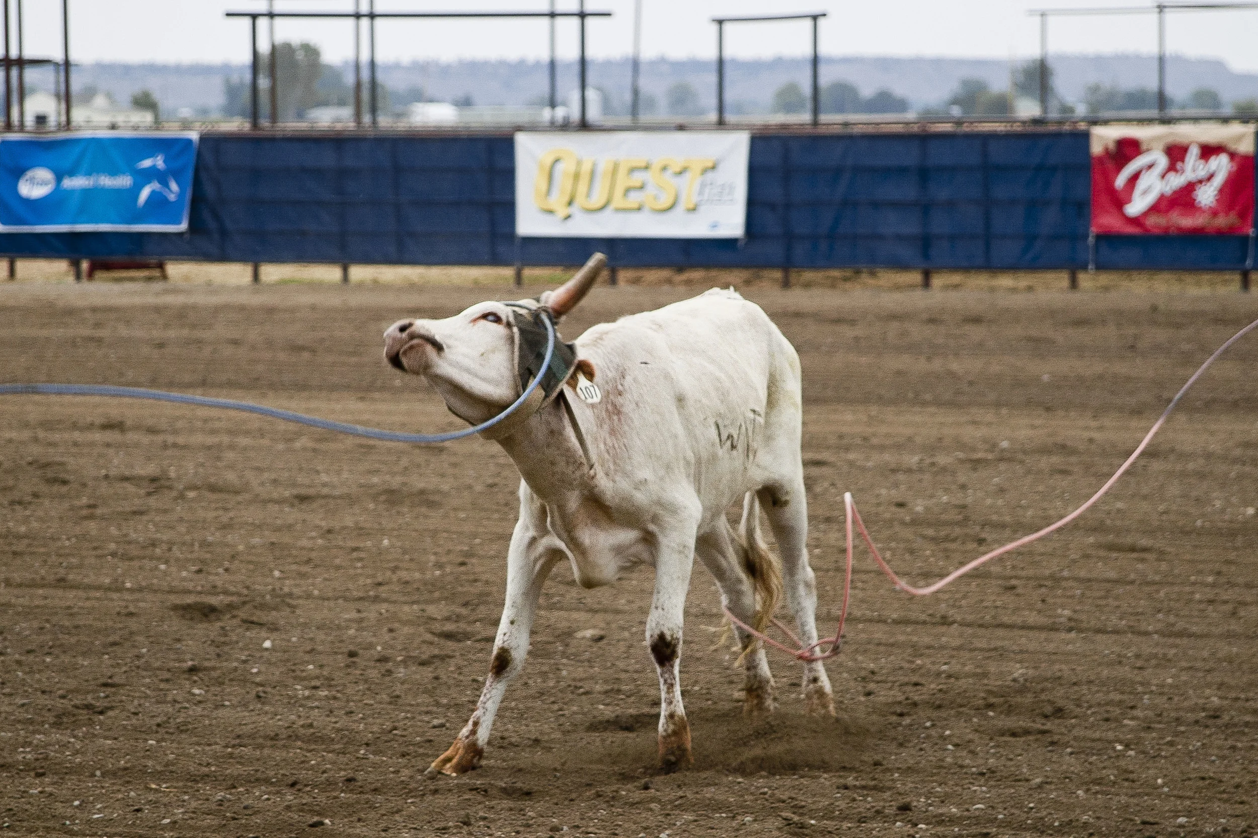 Roped. Worden, Montana