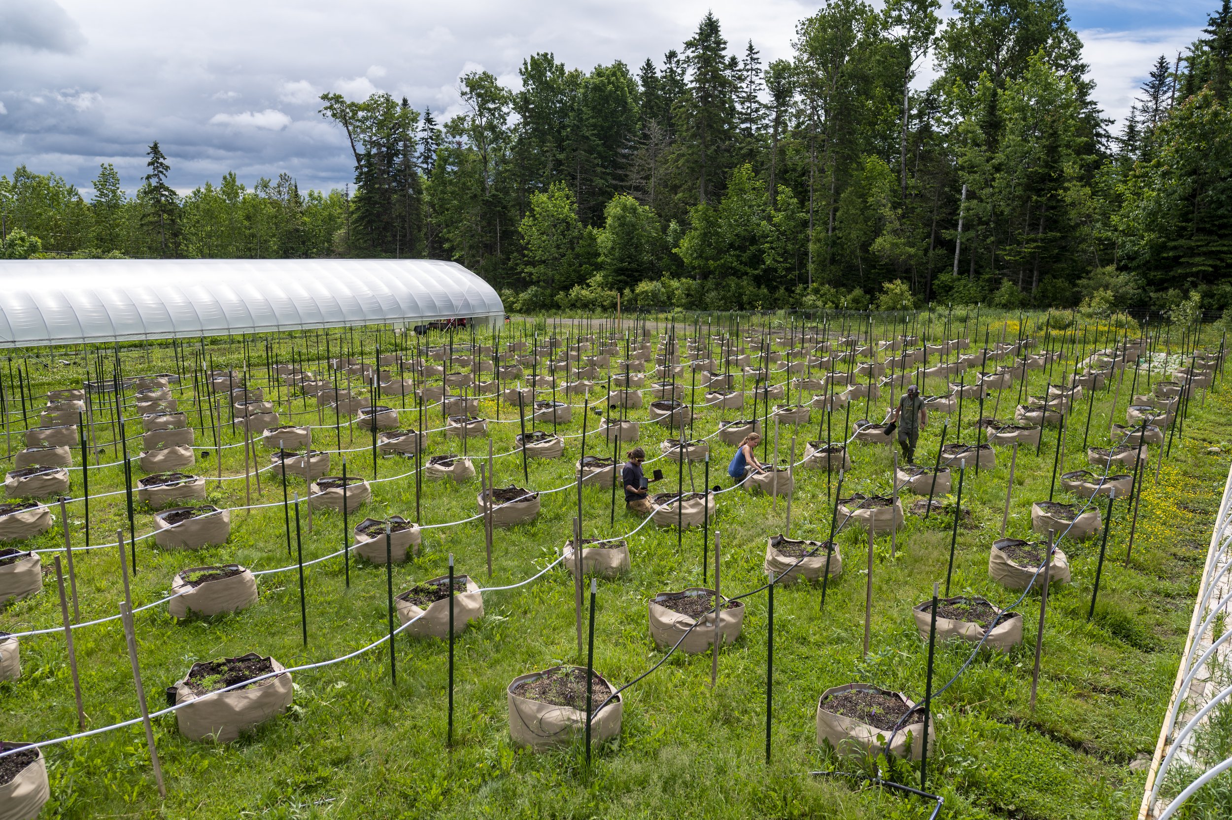 2024-06-10_OldGrowth_0930.jpg