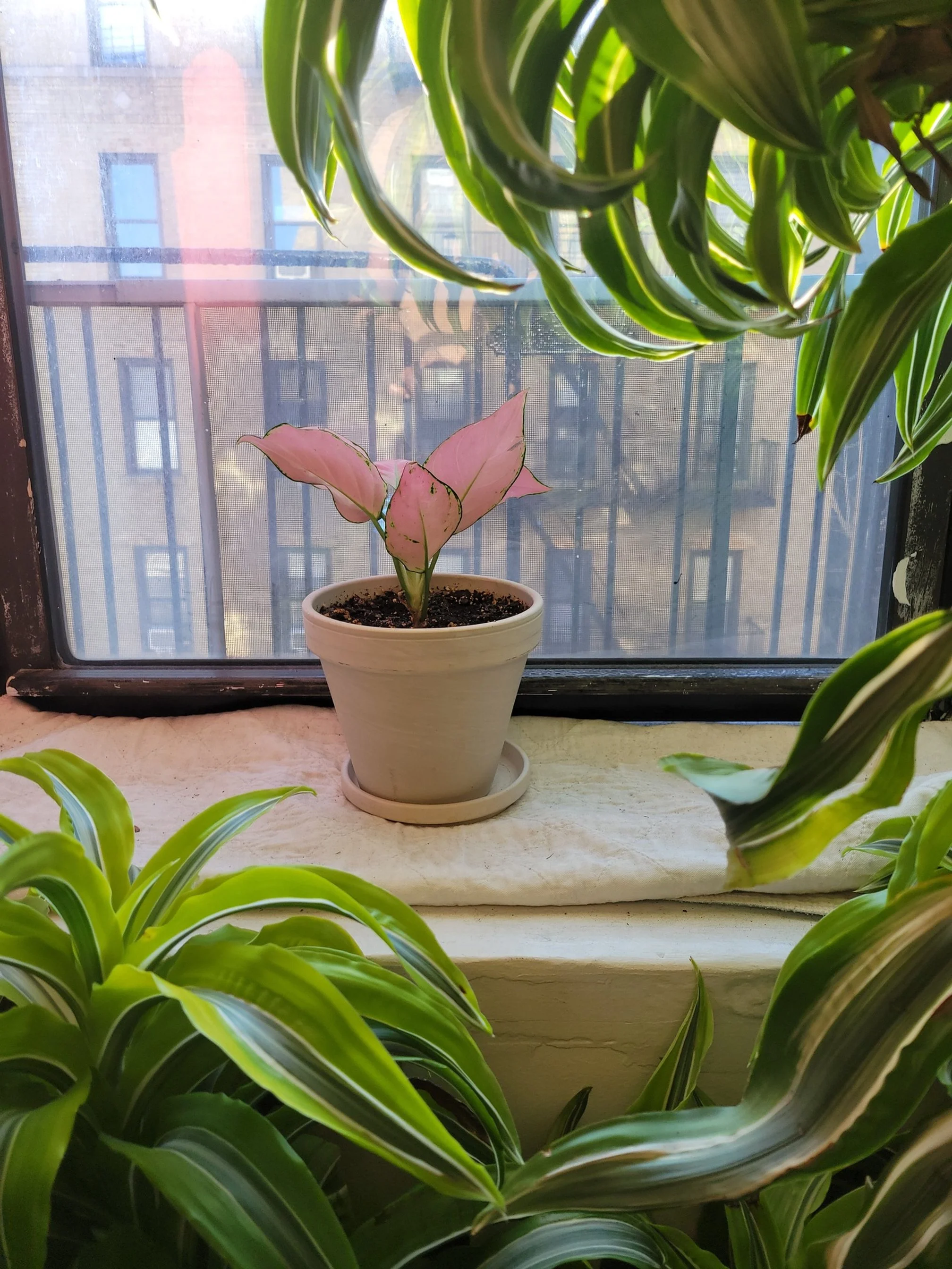 Gifted plant made it home.jpg