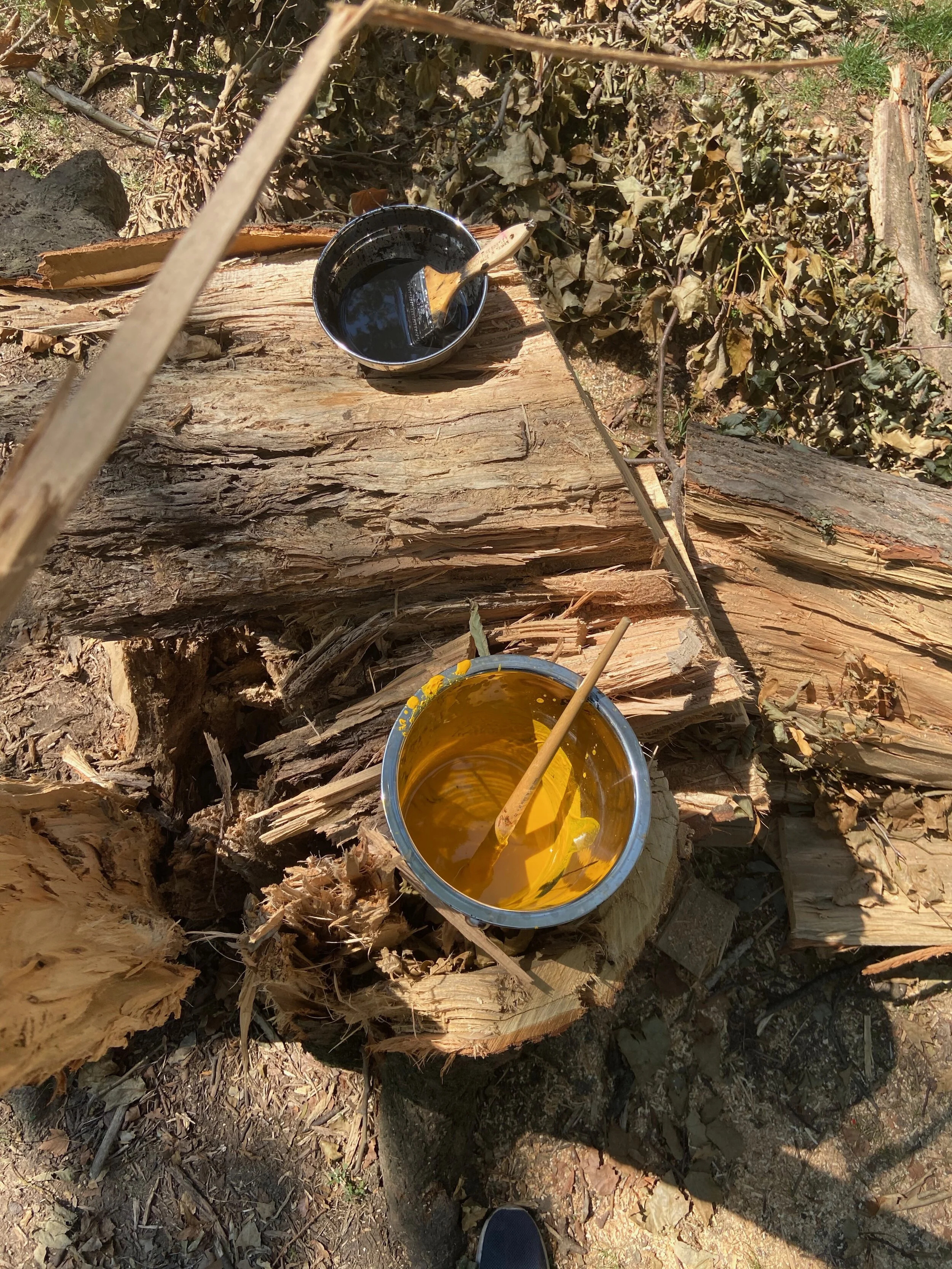 Listening to the Fallen Trees #001, 2020 