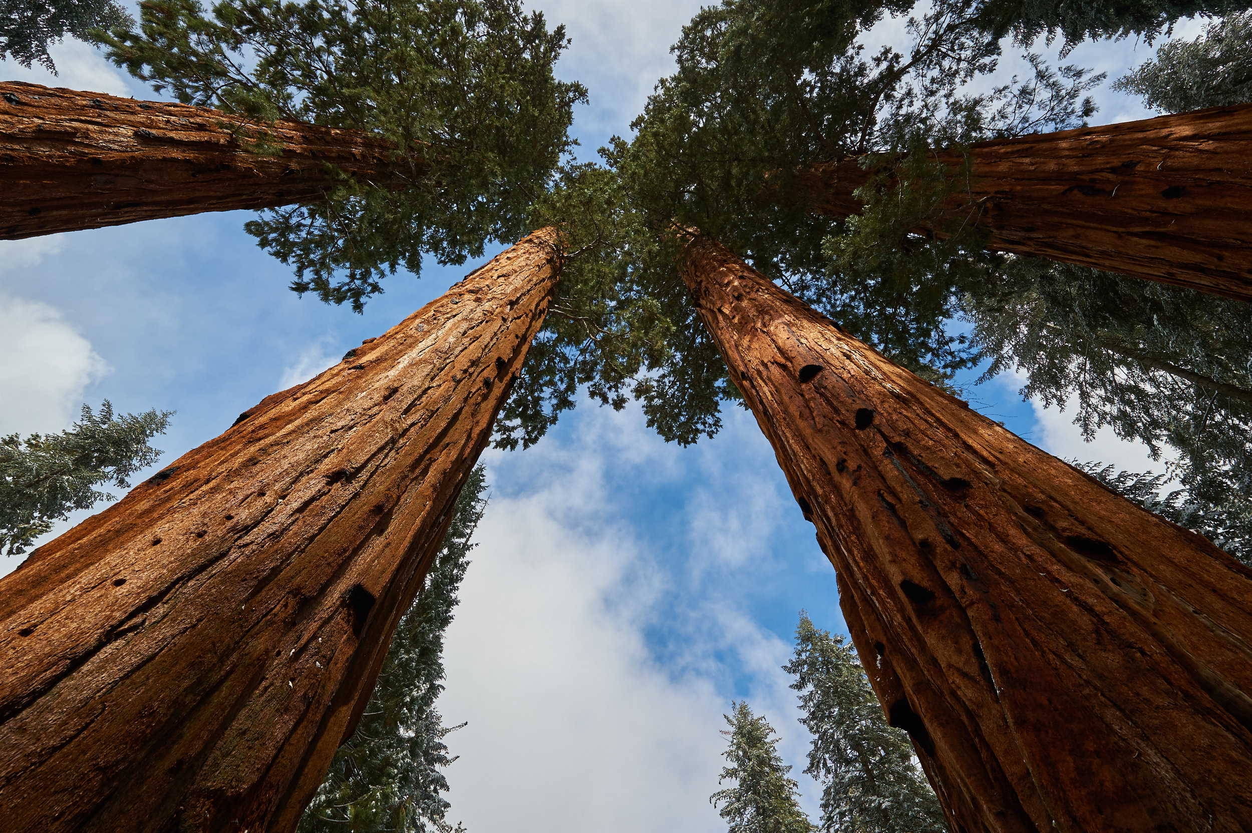 Sequoia, USA