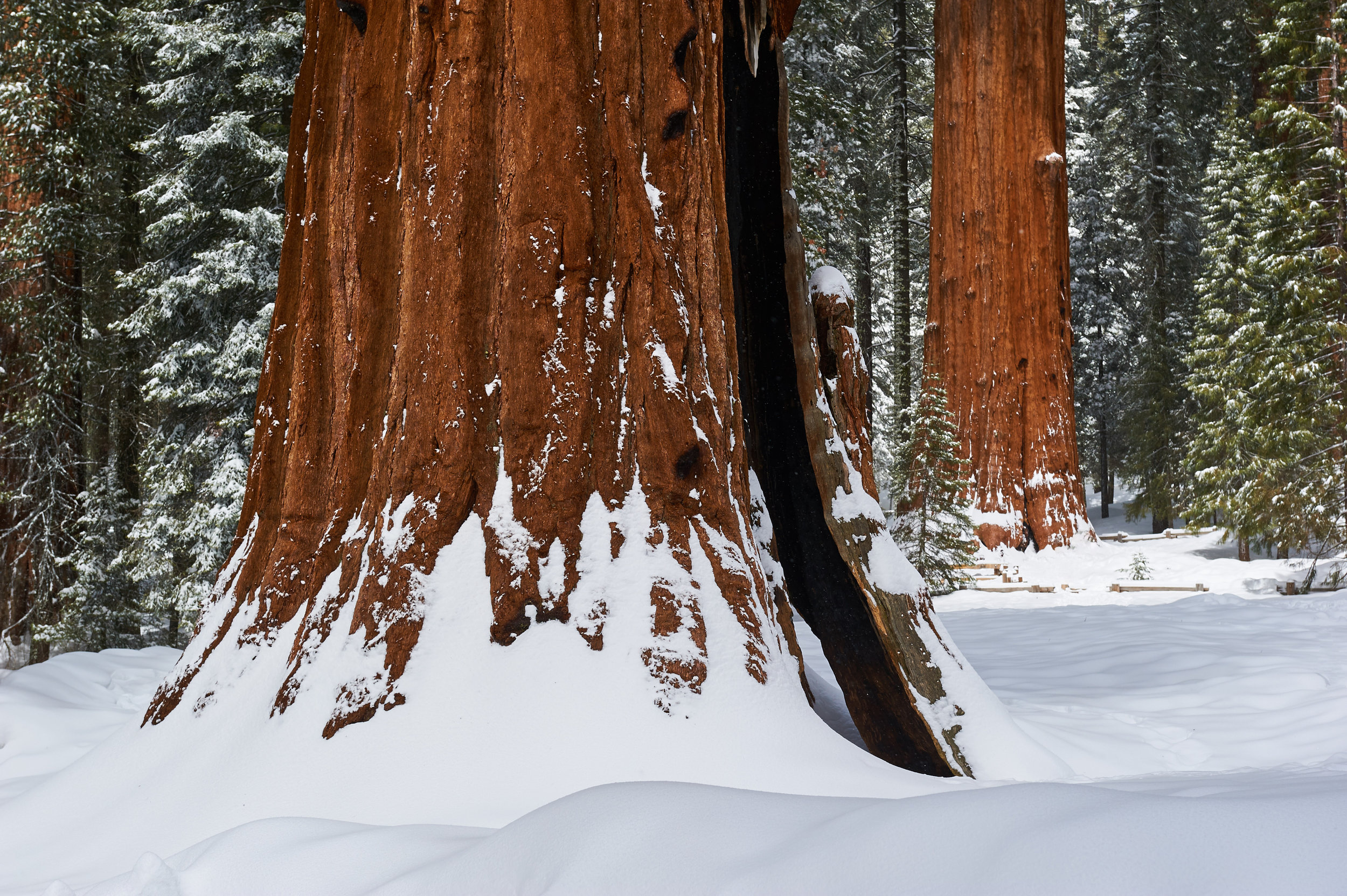 Sequoia, USA