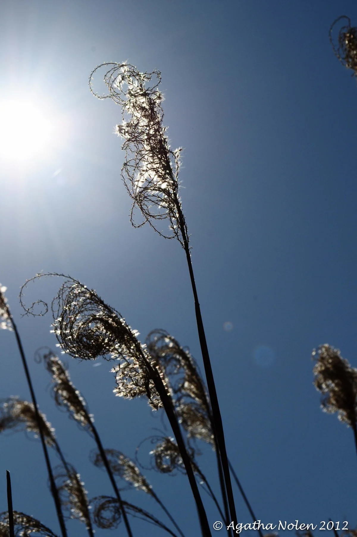 grass, waving
