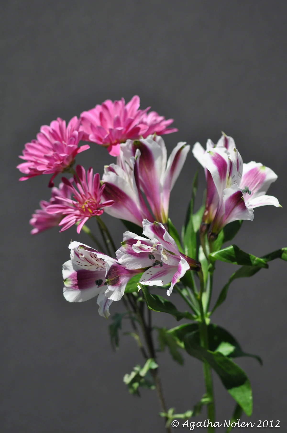 flowers, pink