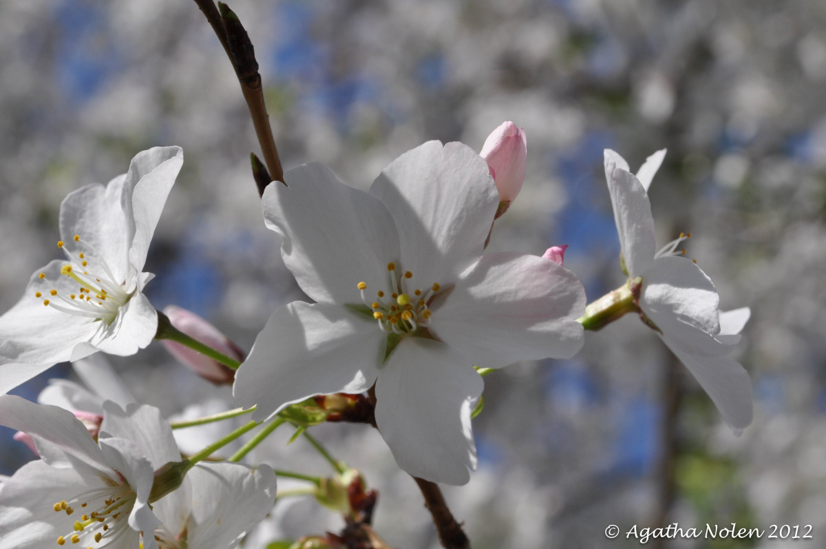 spring flower