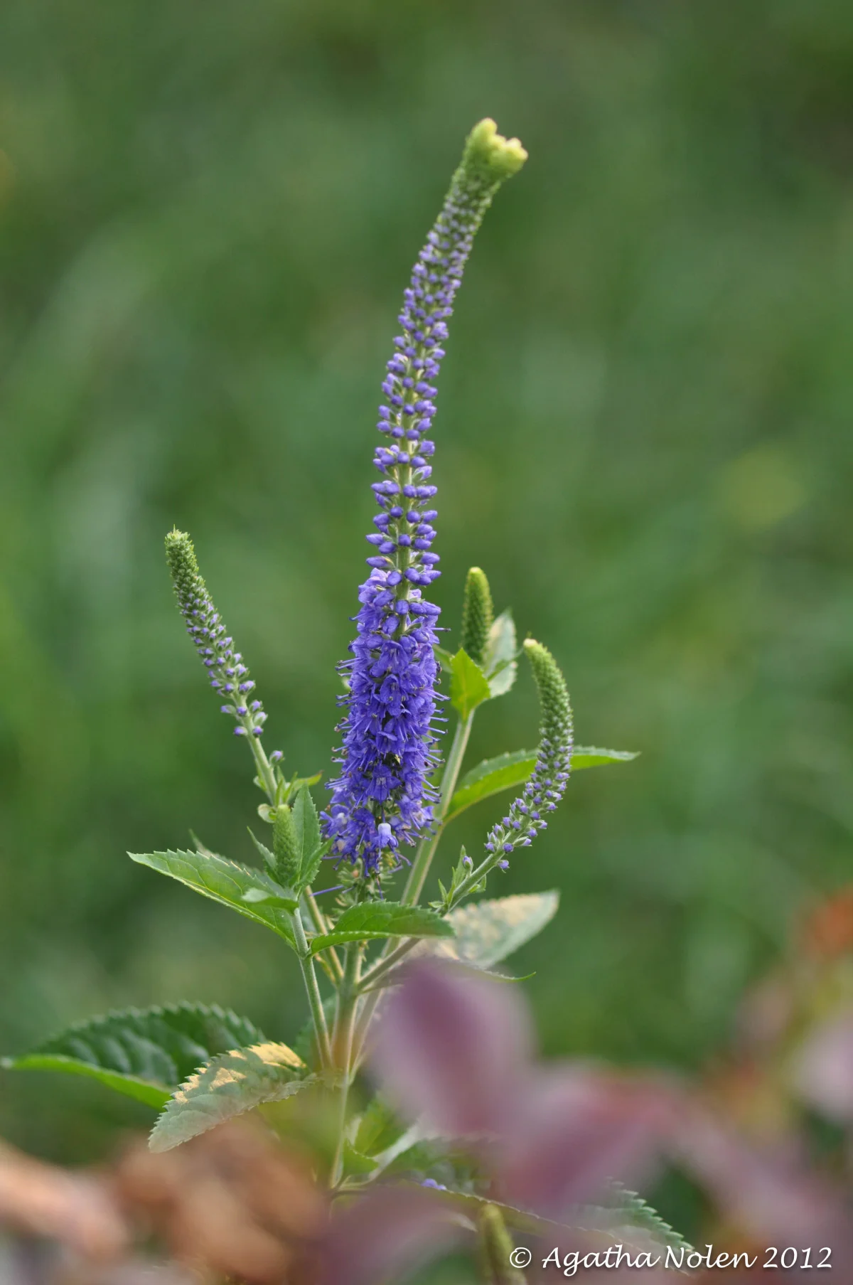 flower, purple