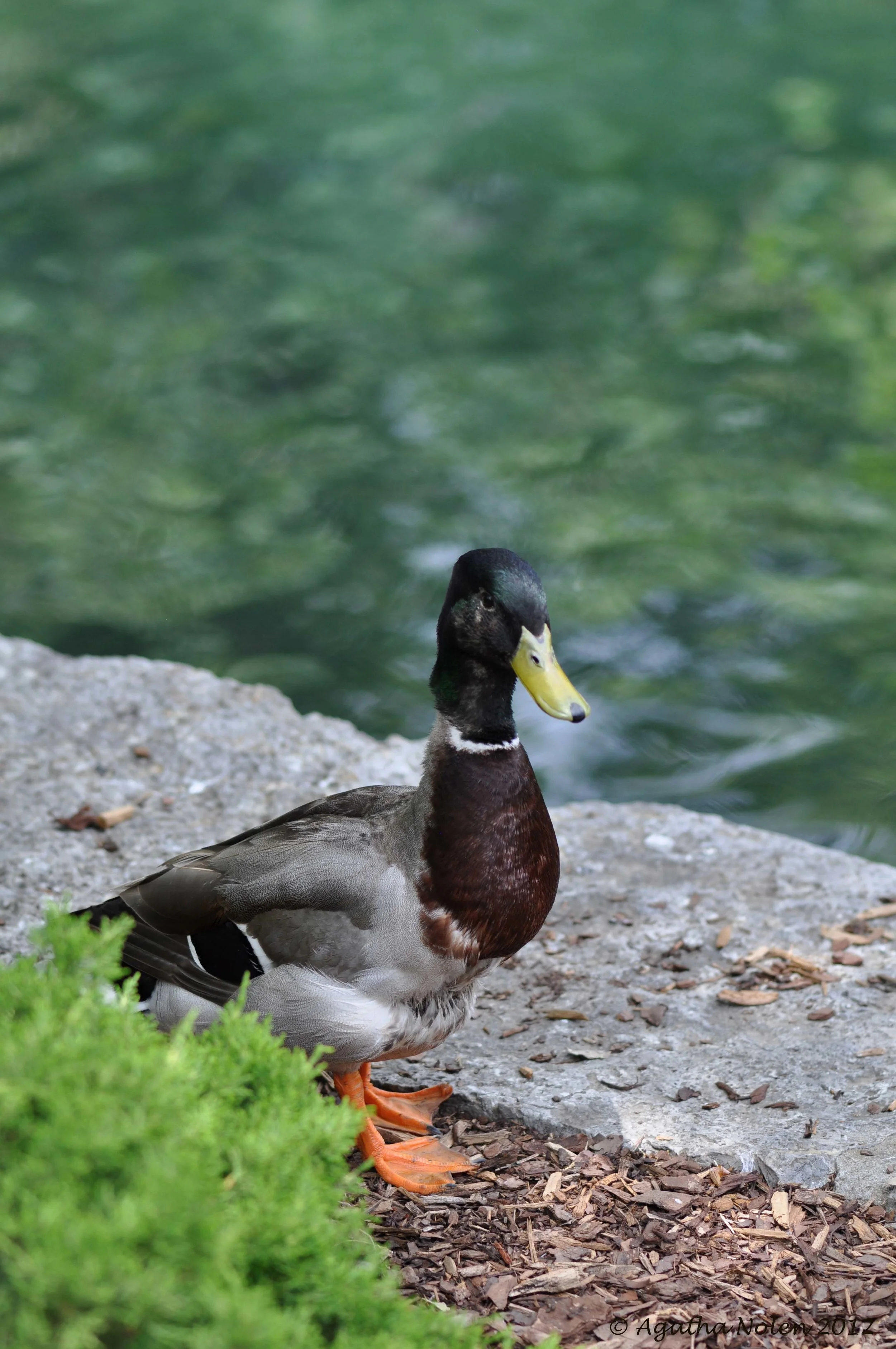 duck, centennial park, nashville