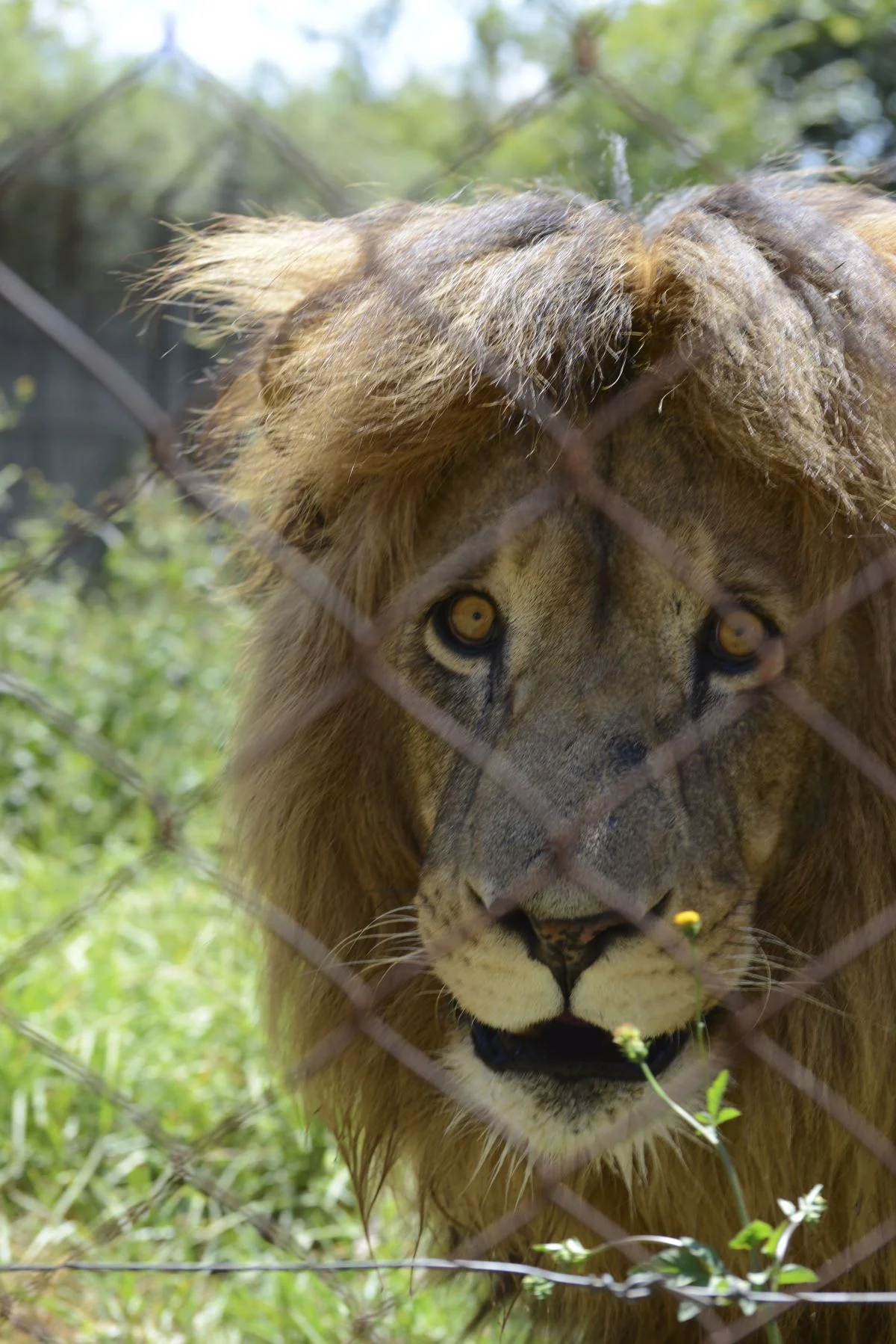Bold as a lion