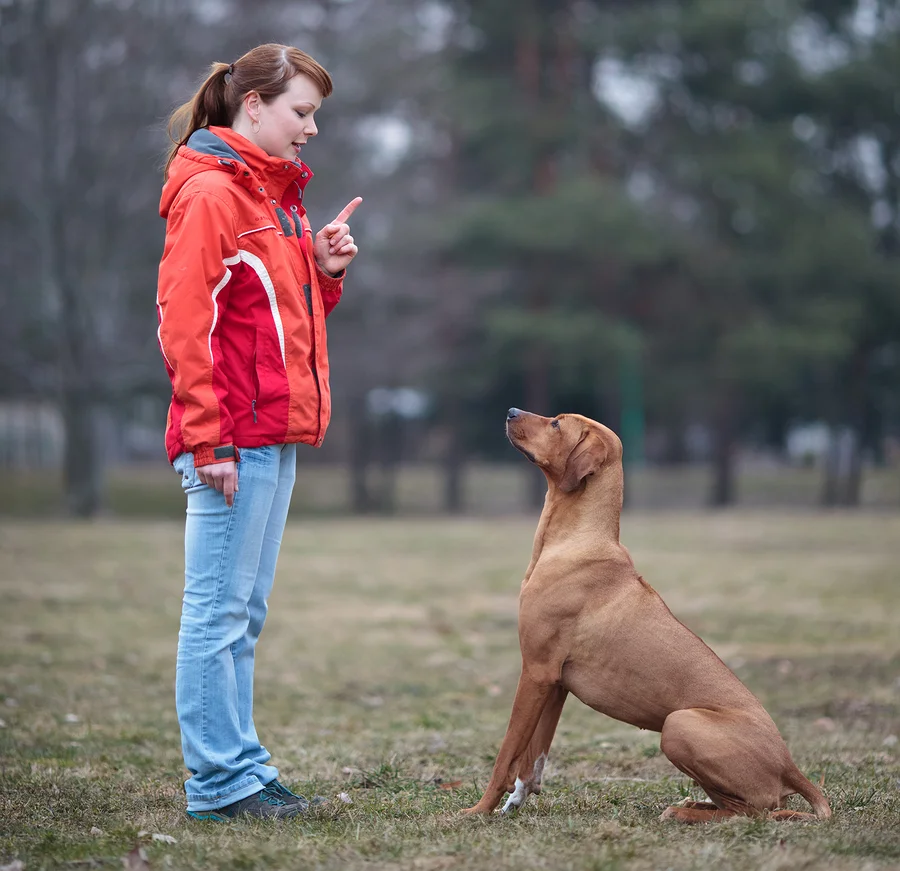 Immature Obedience