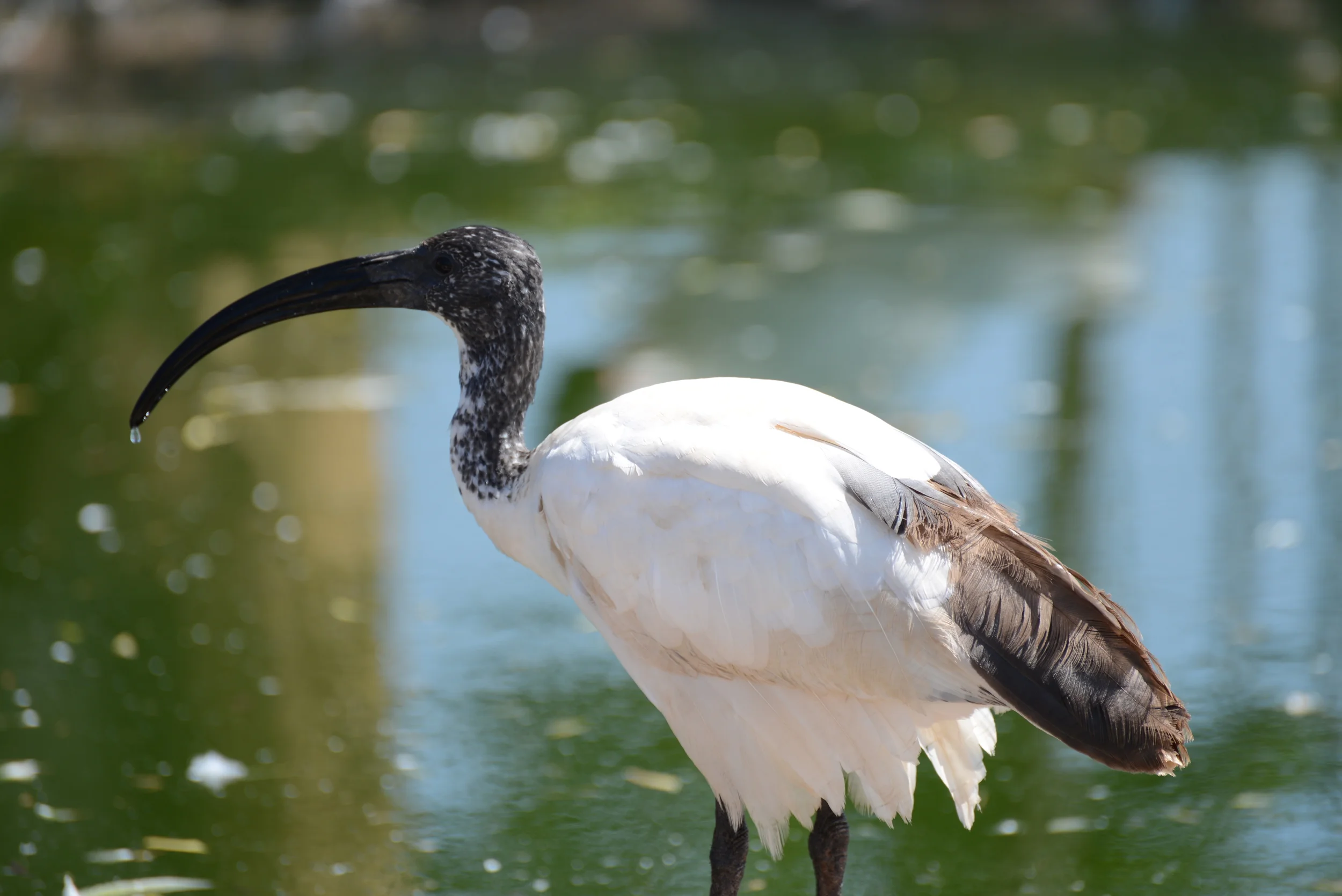 Crane, South Africa