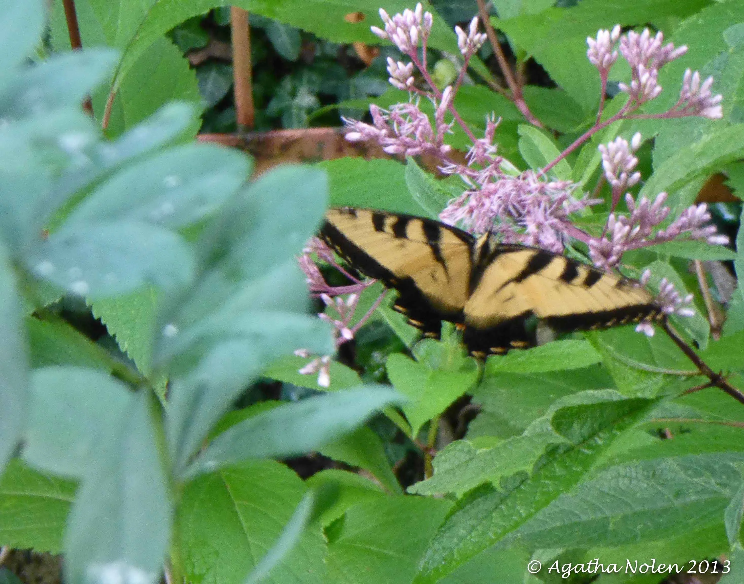 Butterfly, Cheekwood, Nashville