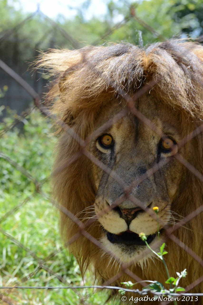 lion.jpg