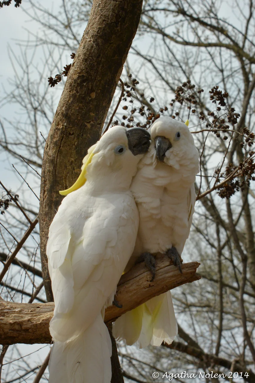 Birds