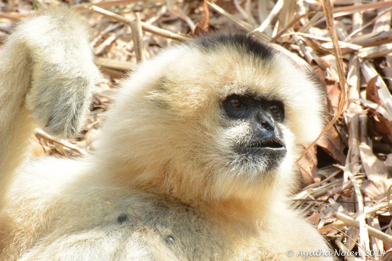 Gibbon