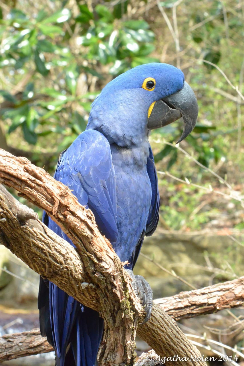 Hyacinth Macaw