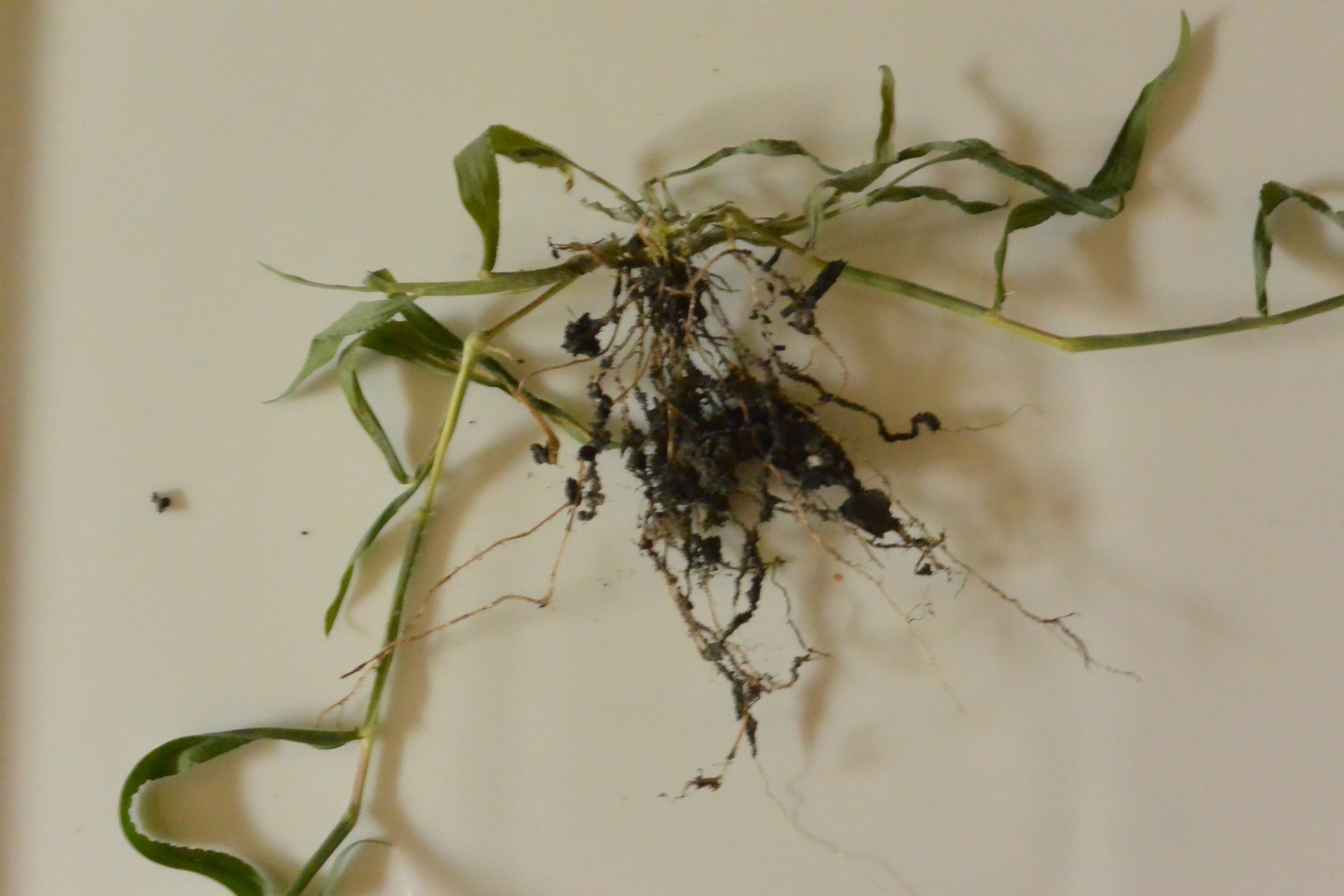 Taking Root