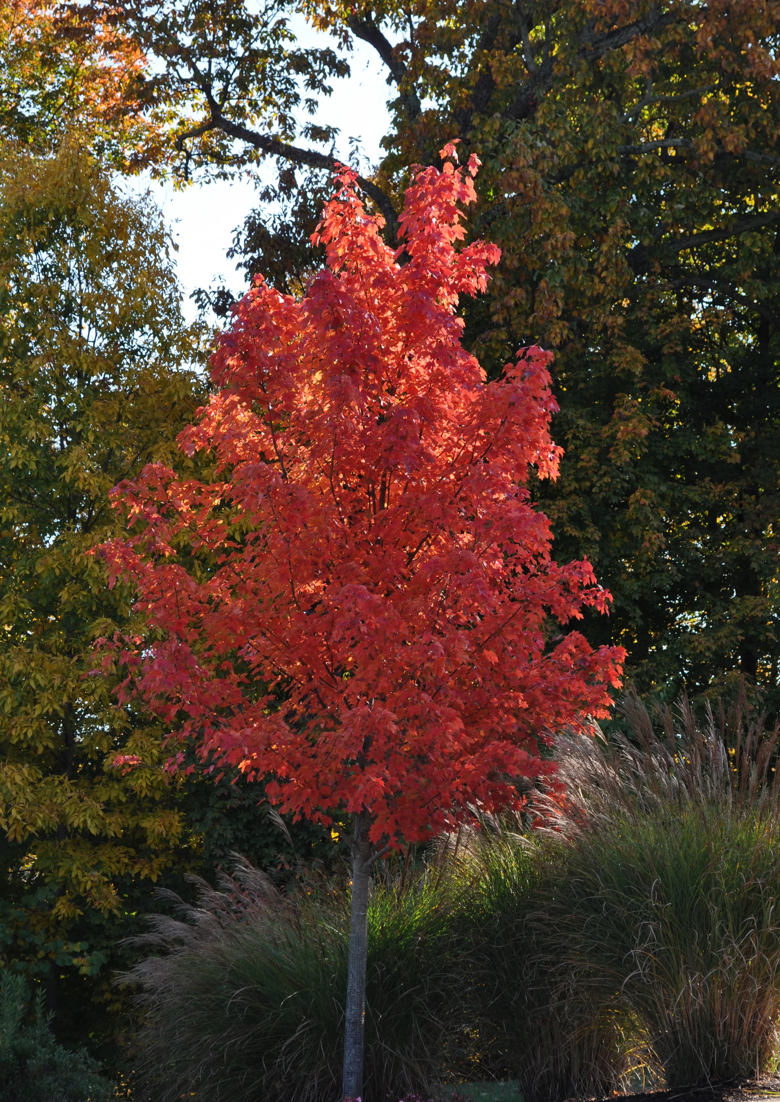 Tree, Red