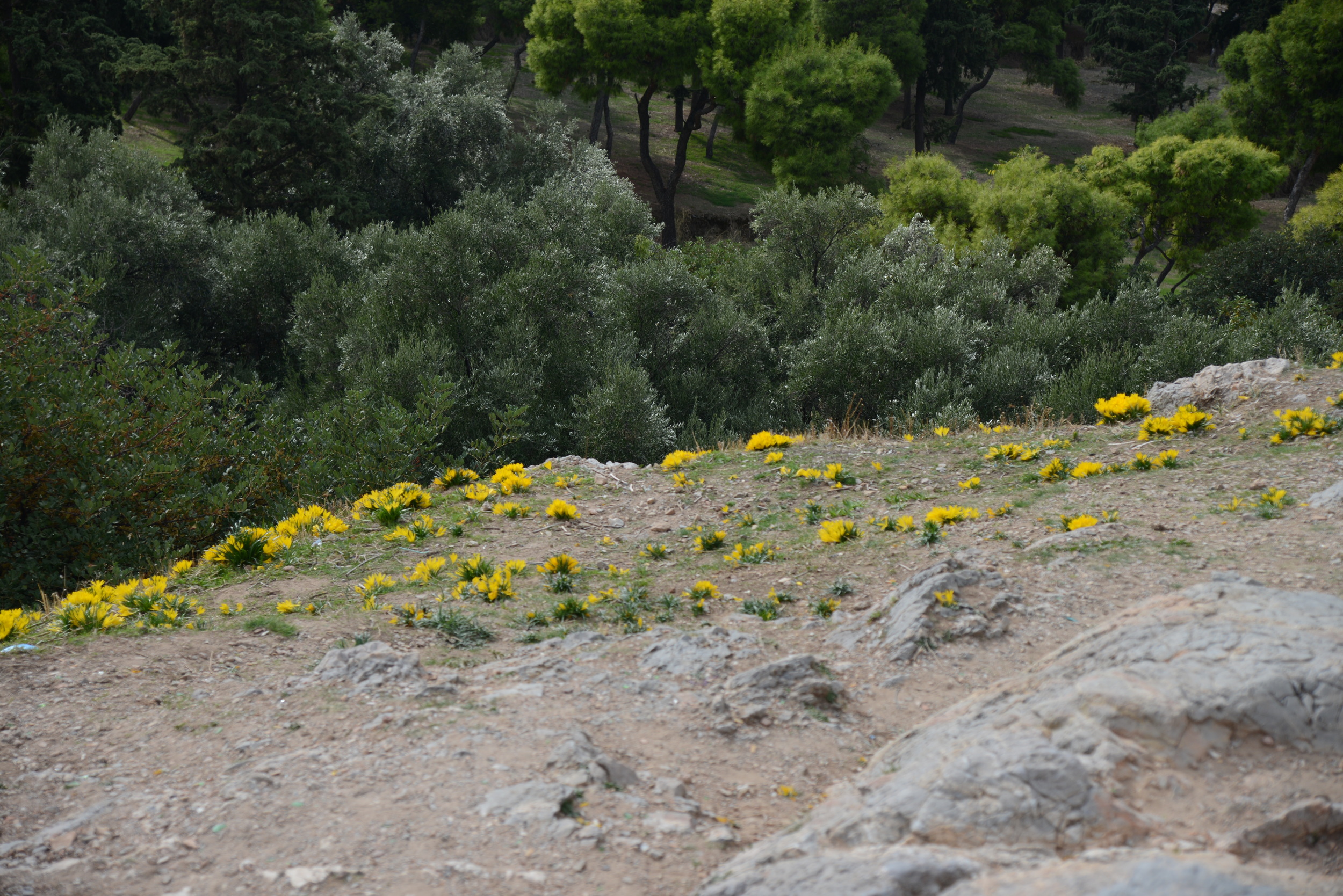 Flowers, Mars Hill