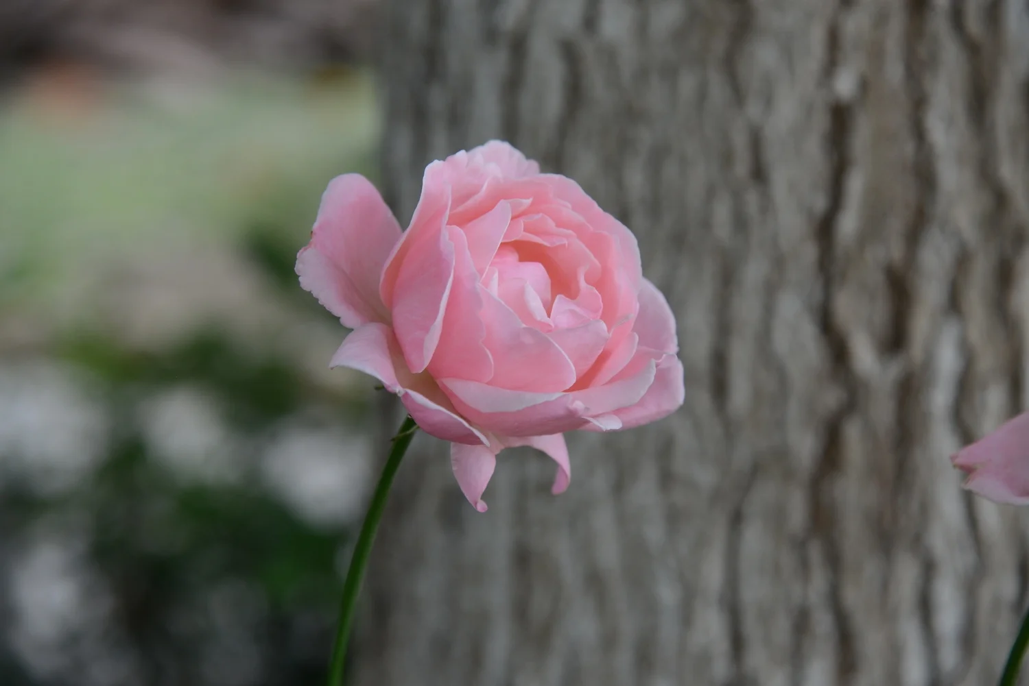 Sardis, Turkey, Nov 2014