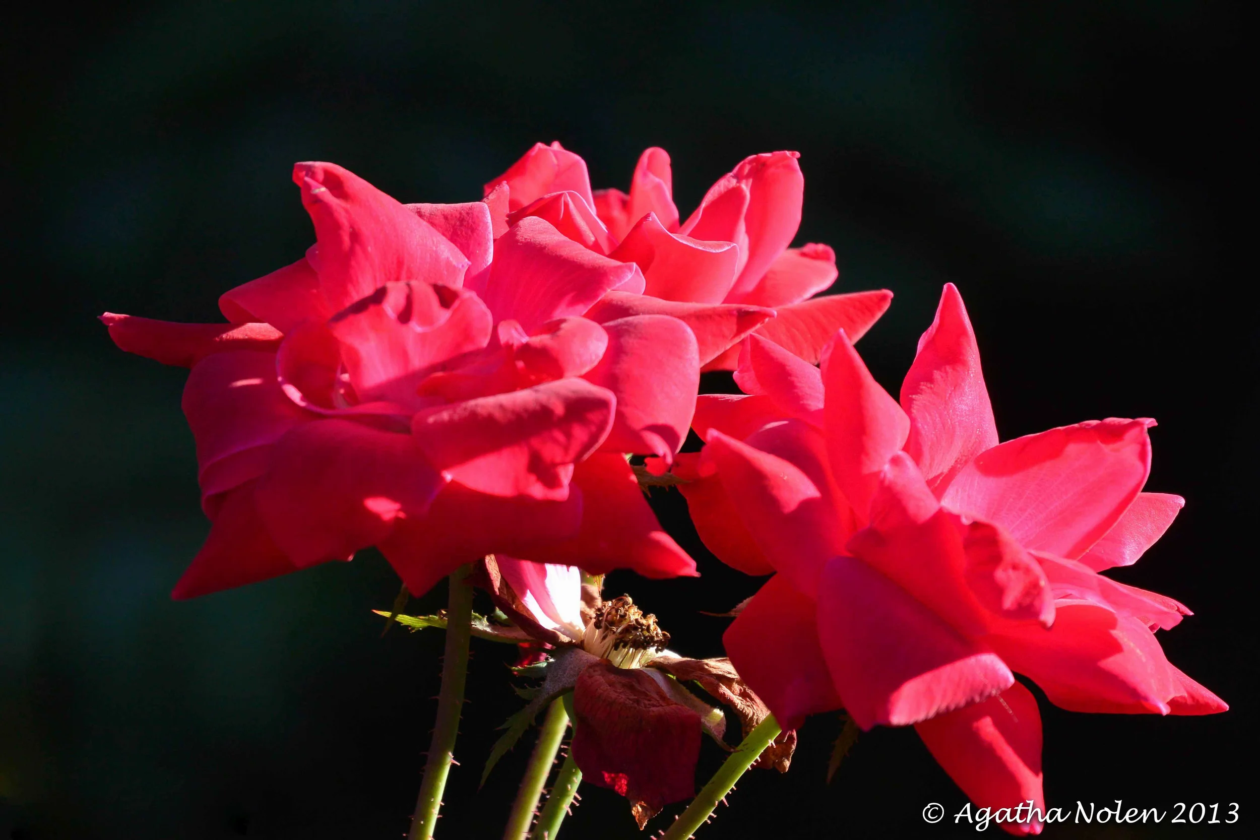 Autumn Rose