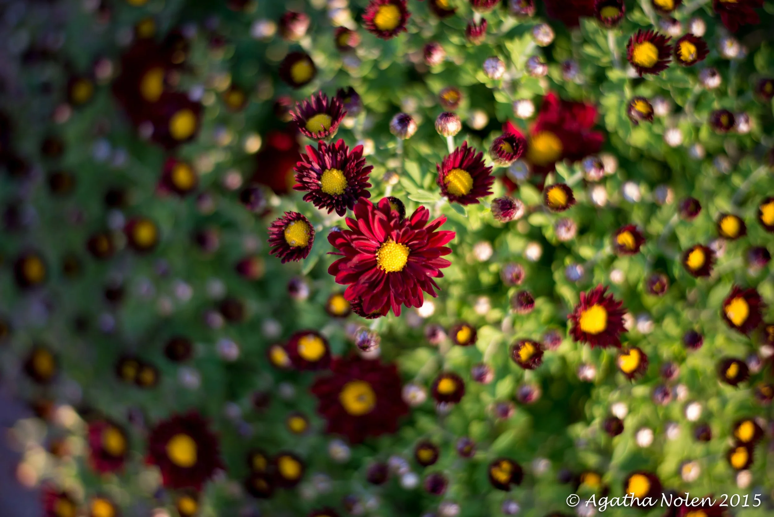 mums Oct 2015.jpg