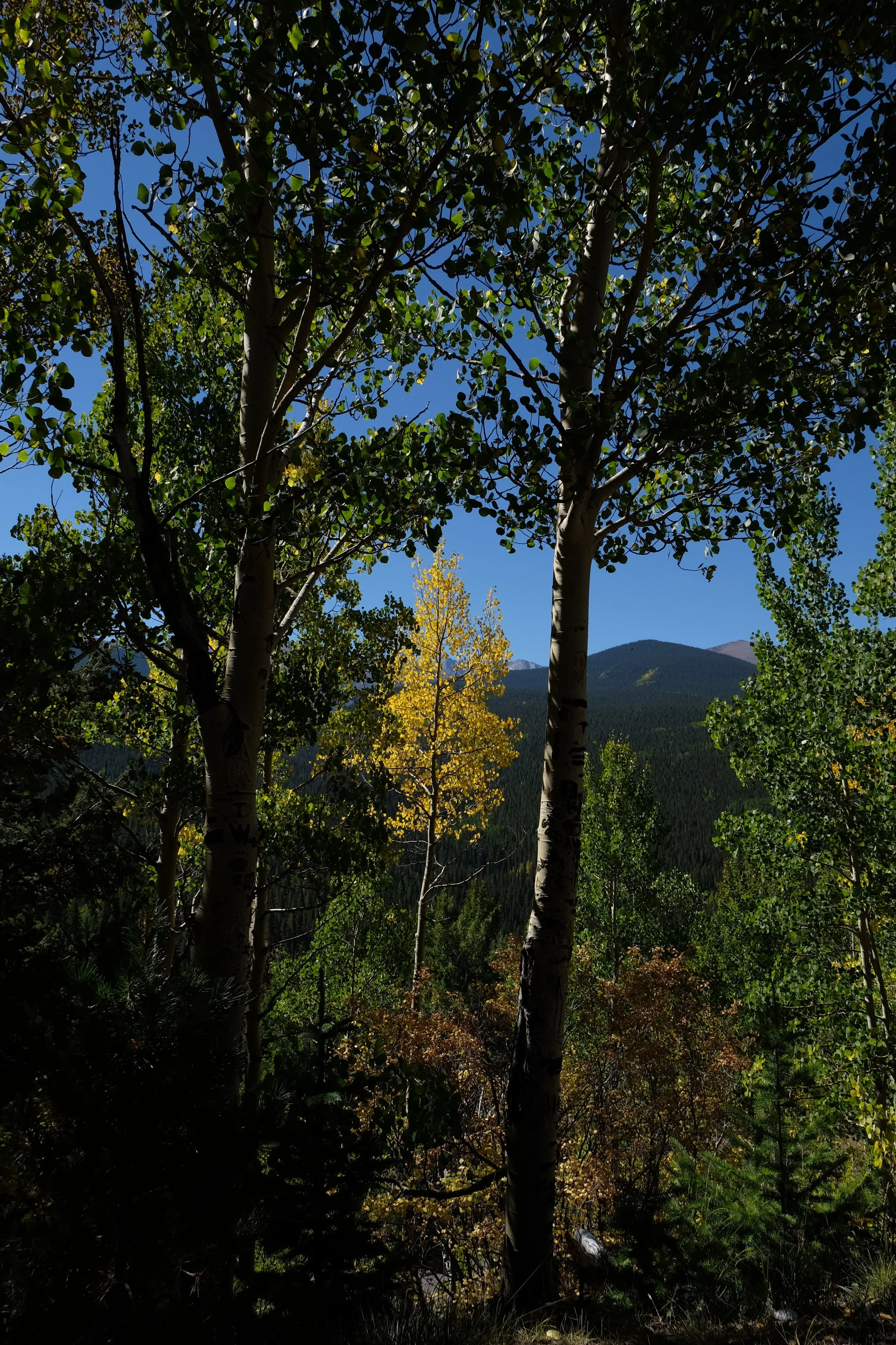  "Delicious autumn! My very soul is wedded to it, and if I were a bird I would fly about the earth seeking the successive autumns."- George Eliot 