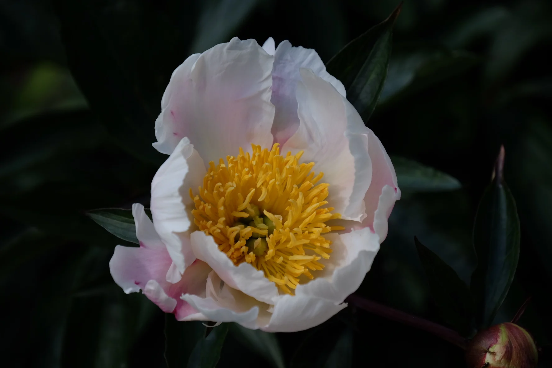 New College Gardens- Oxford