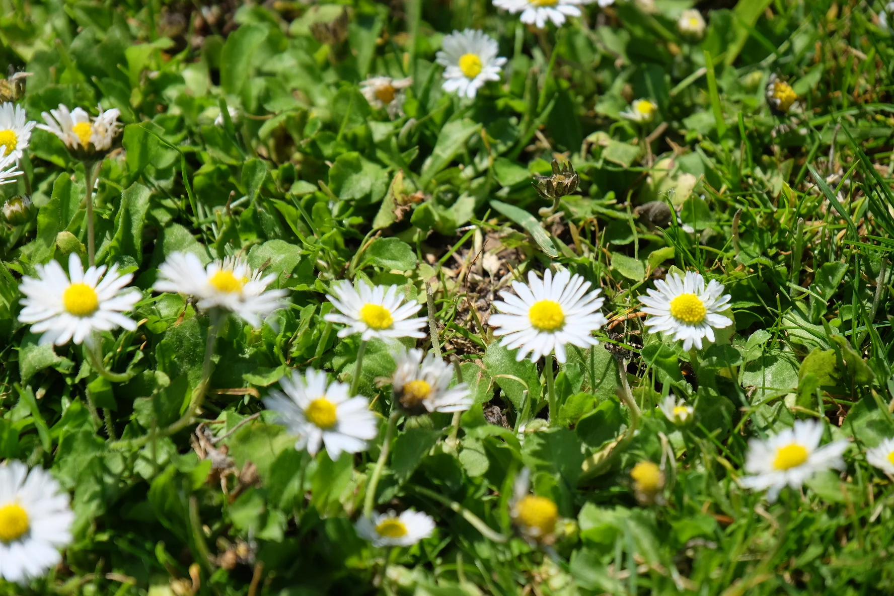 Chamomile- Salisbury Cathedral