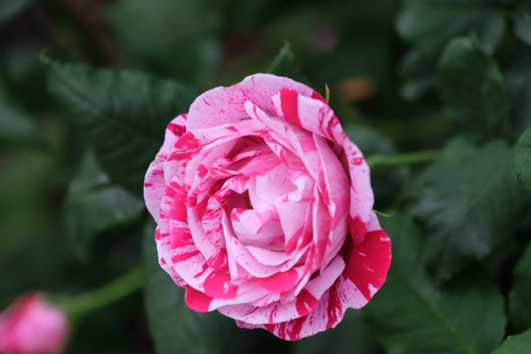 Canterbury Cathedral- Garden Tour