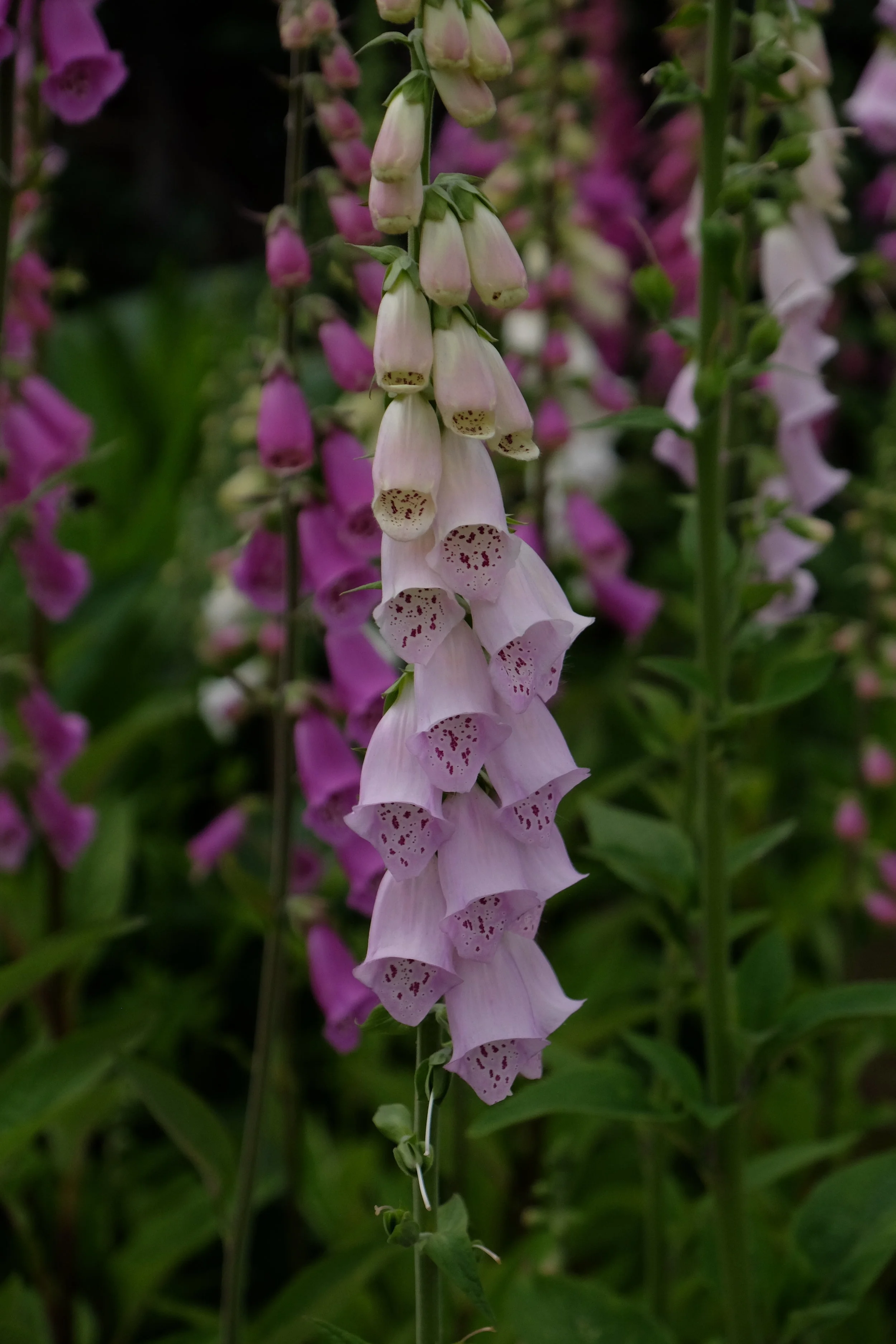 Hampton Court Palace- East Molesey, United Kingdom