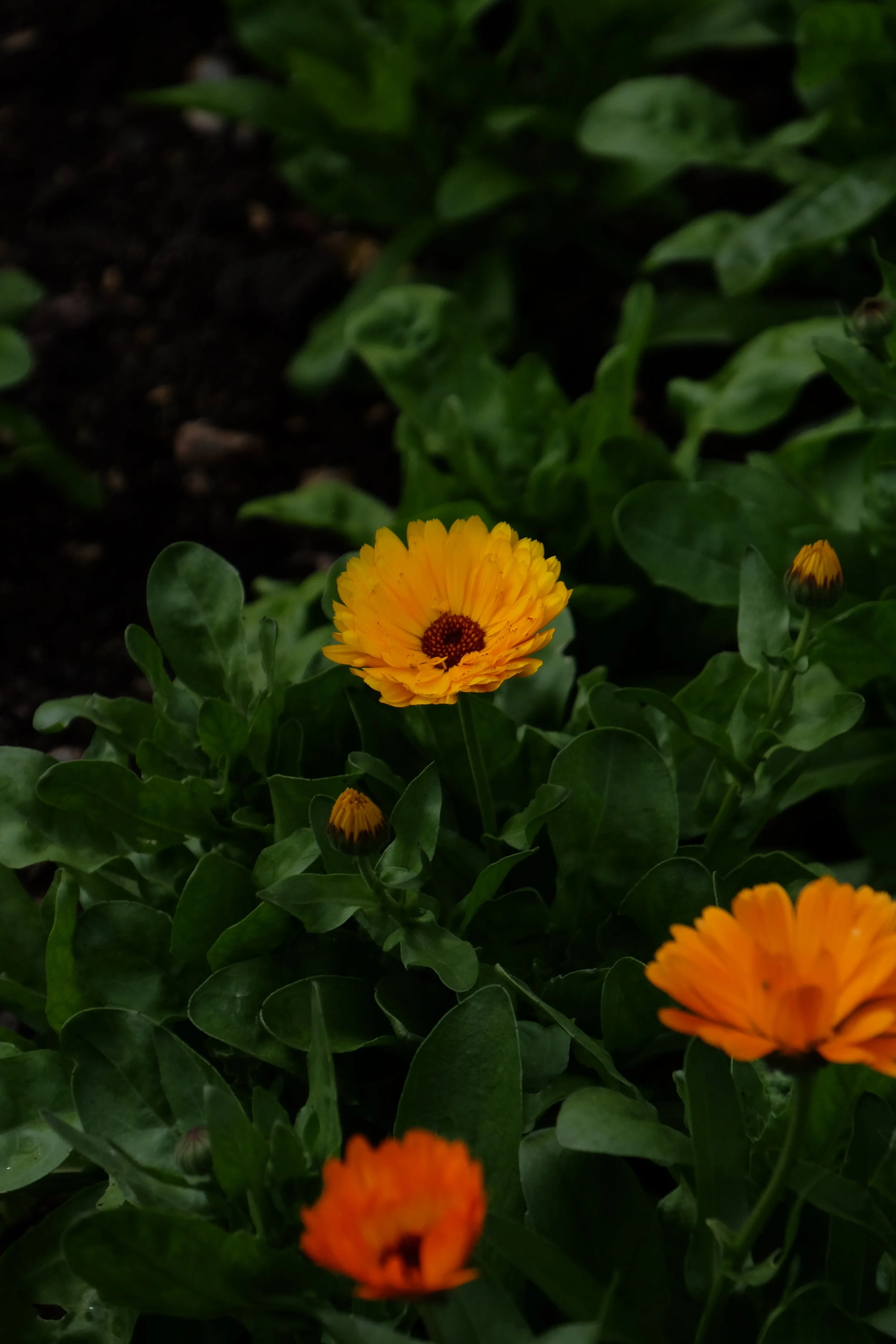 Hampton Court Palace- East Molesey, United Kingdom