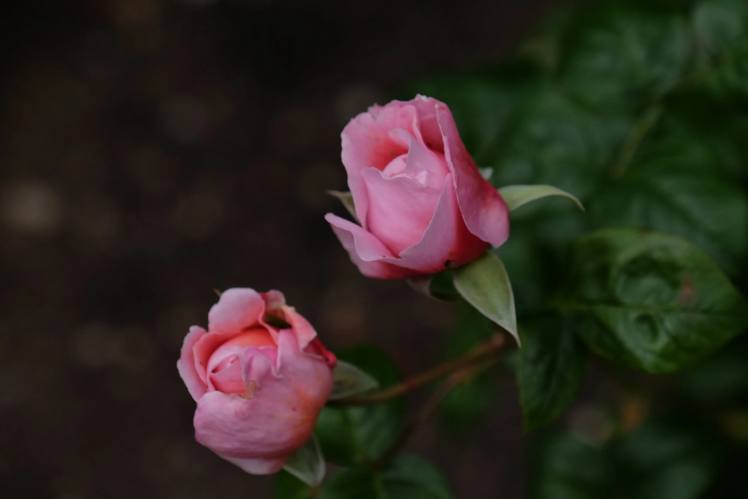 Hampton Court Palace- East Molesey, United Kingdom