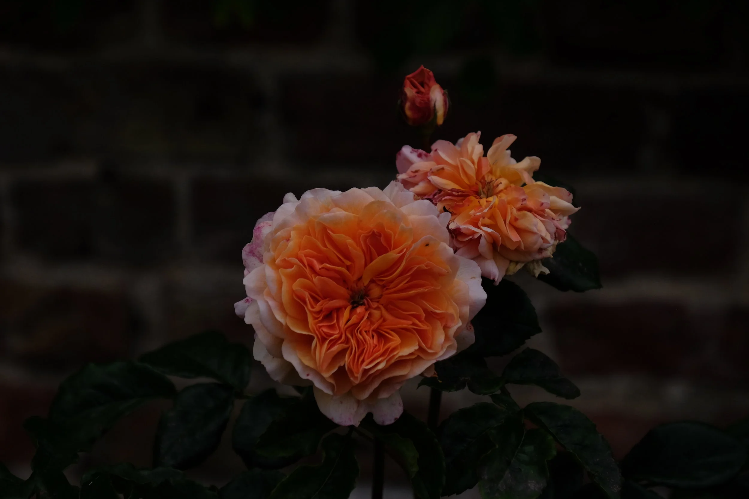 Hampton Court Palace- East Molesey, United Kingdom