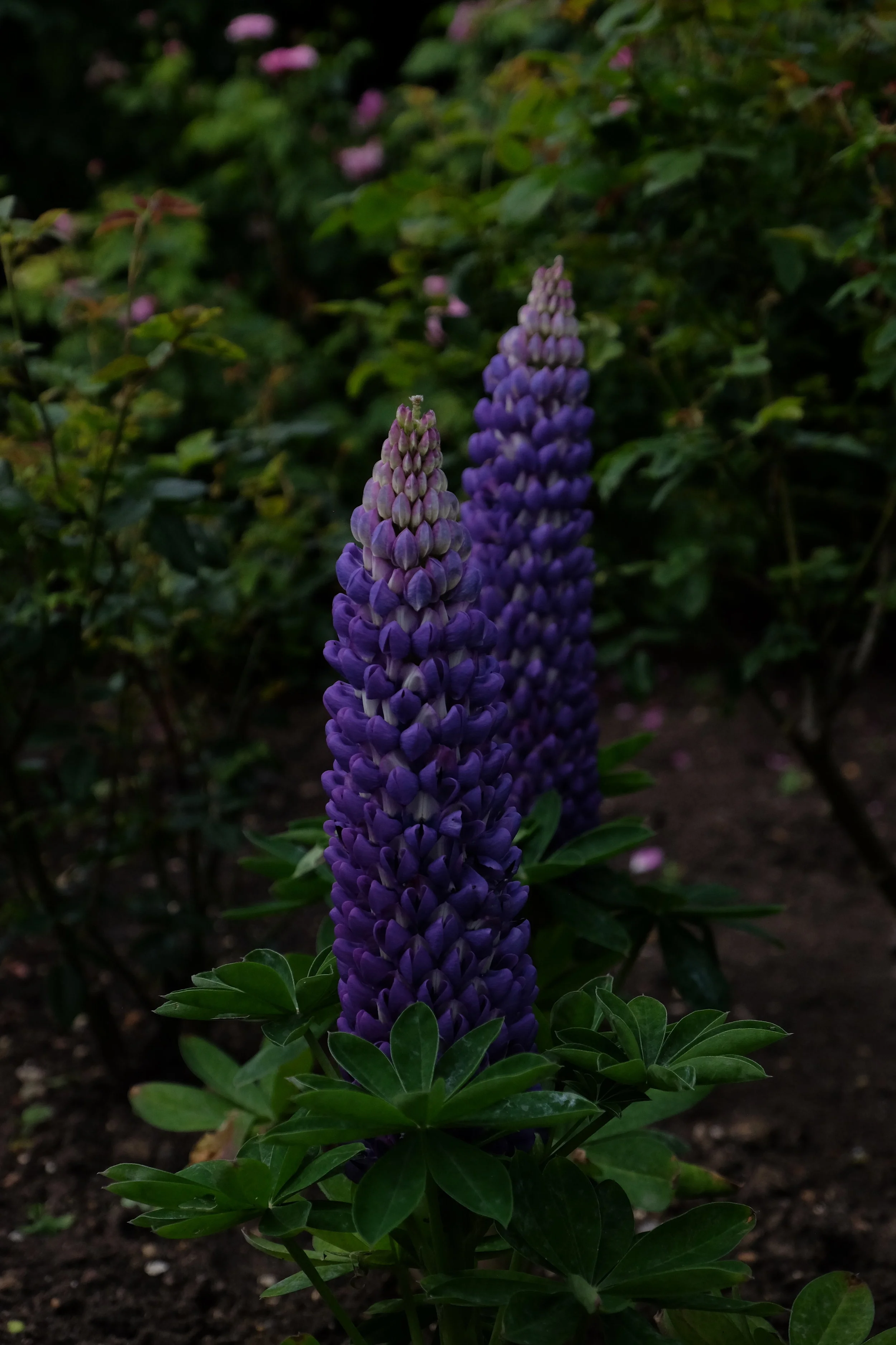 Hampton Court Palace- East Molesey, United Kingdom