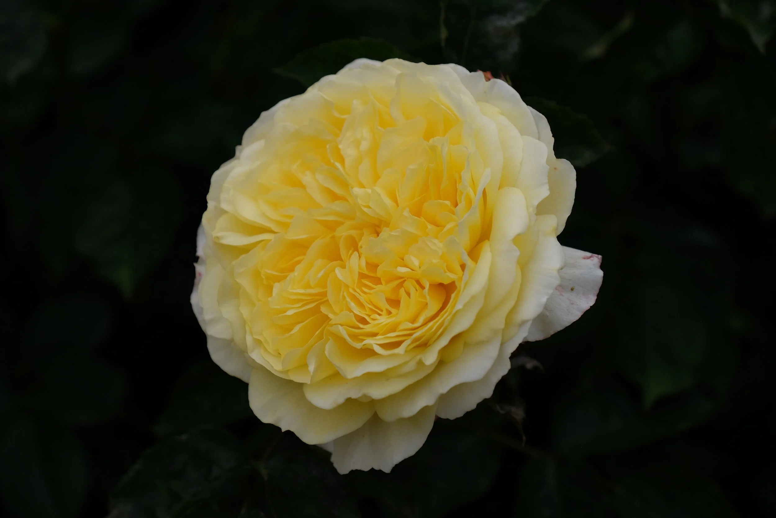 Hampton Court Palace- East Molesey, United Kingdom