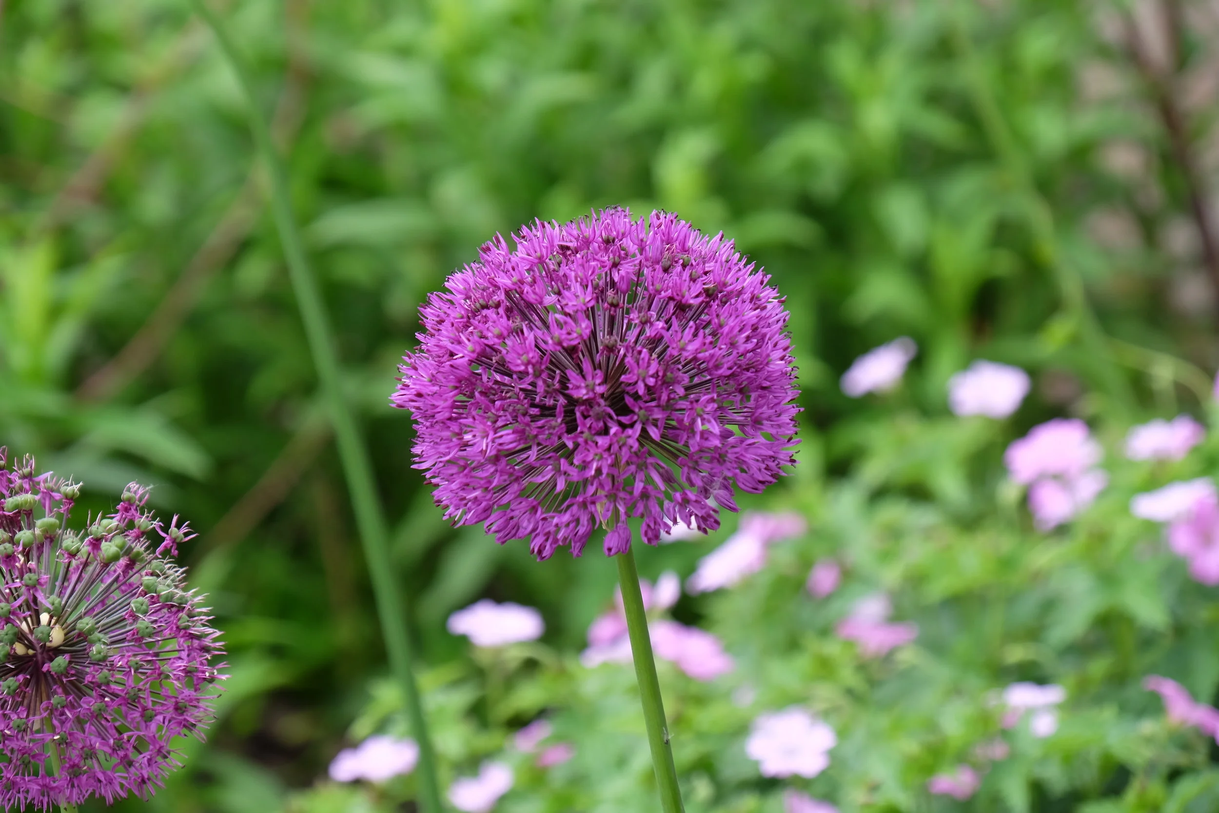 Hampton Court Palace- East Molesey, United Kingdom