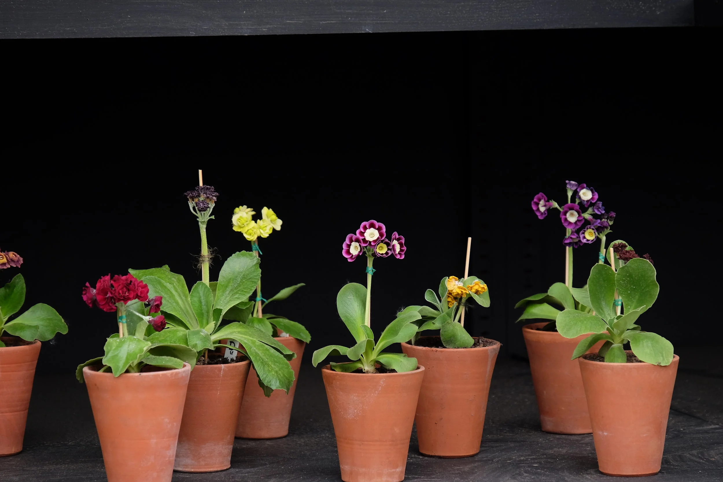 Windsor Castle, Windsor, United Kingdom